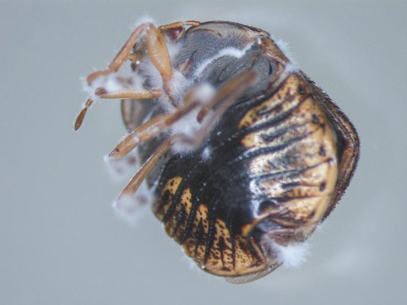 When it comes to biopesticides, one of the most widely used fungi is Beauveria bassiana. Above, a kudzu bug killed by Beauveria bassiana, seen growing out of the cadaver. When it comes to biopesticides, one of the most widely used fungi is Beauveria bassiana. Above, a kudzu bug killed by Beauveria bassiana, seen growing out of the cadaver.