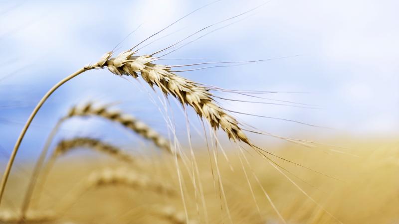 How did that genetically modified wheat end up in a field in Oregon? Investigators still don't know, but now they've found GMO wheat in Montana, too. How did that genetically modified wheat end up in a field in Oregon? Investigators still don't know, but now they've found GMO wheat in Montana, too.