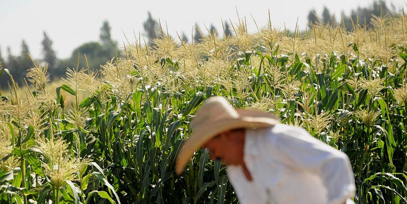 Worker Javier Alcantar tends to crops at the Monsanto Co. test field in Woodland, Calif., in 2012. Worker Javier Alcantar tends to crops at the Monsanto Co. test field in Woodland, Calif., in 2012.