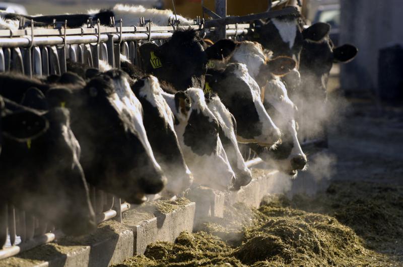 Researchers have won a prize for discovering that a cow's genetics determine which microbes populate its gut. Some of those microbes produce the greenhouse gas methane that comes out of cow belches and farts and ends up in the atmosphere. Researchers have won a prize for discovering that a cow's genetics determine which microbes populate its gut. Some of those microbes produce the greenhouse gas methane that comes out of cow belches and farts and ends up in the atmosphere.