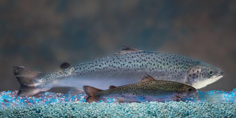 AquaBounty's salmon (background) has been genetically modified to grow bigger and faster than a conventional Atlantic salmon of the same age (foreground.) AquaBounty's salmon (background) has been genetically modified to grow bigger and faster than a conventional Atlantic salmon of the same age (foreground.)