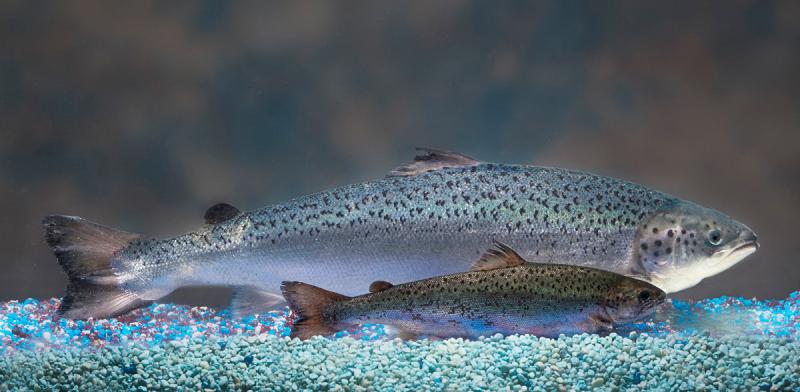 AquaBounty's salmon (rear) have been genetically modified to grow to market size in about half the time as a normal salmon — 16 to 18 months, rather than three years. AquaBounty's salmon (rear) have been genetically modified to grow to market size in about half the time as a normal salmon — 16 to 18 months, rather than three years.