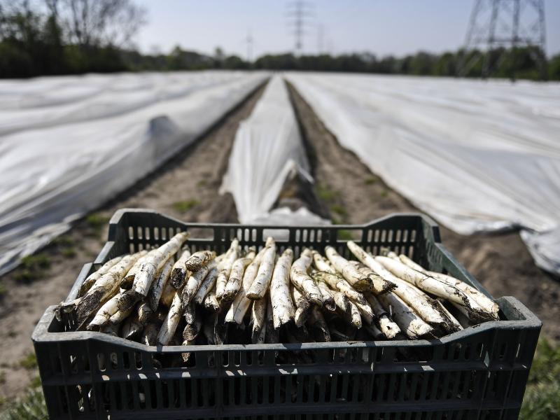 Fresh asparagus has been gathered in Bottrop, Germany, in mid-April. Farms across Europe are facing a labor shortage as a result of closed borders because of the coronavirus pandemic. Fresh asparagus has been gathered in Bottrop, Germany, in mid-April. Farms across Europe are facing a labor shortage as a result of closed borders because of the coronavirus pandemic.