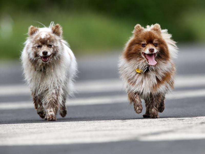 A proposed German law would require dogs to get exercise twice a day. Here, two pooches go for a walk in Frankfurt in 2016. A proposed German law would require dogs to get exercise twice a day. Here, two pooches go for a walk in Frankfurt in 2016.