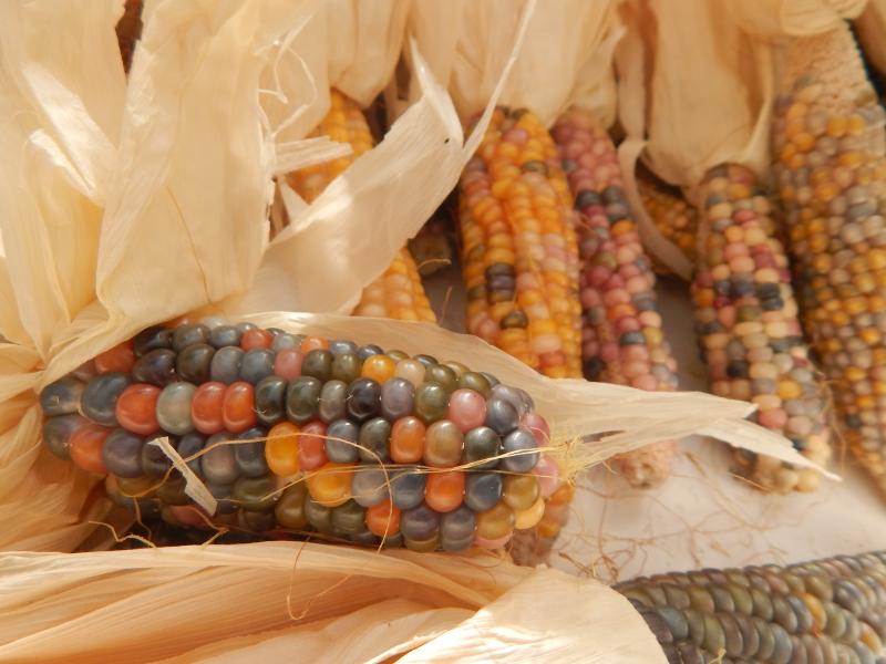 Glass Gem corn is bred specifically for its beauty. Glass Gem corn is bred specifically for its beauty.