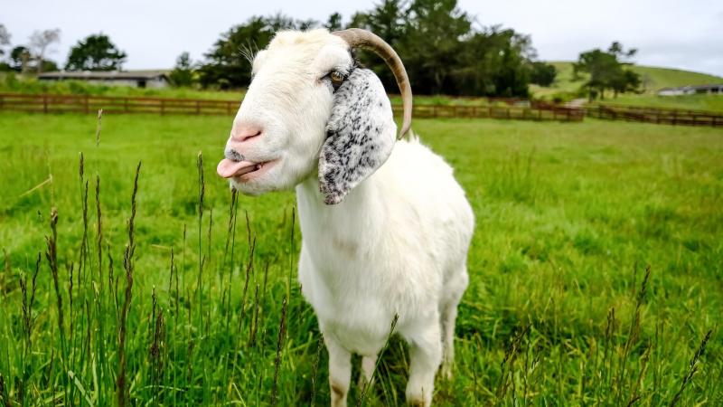 Sweet Farm animal sanctuary in Half Moon Bay, Calif., is offering Goat 2 Meeting: a virtual visit to meet the farm's animals. Pictured is Juno the goat. Sweet Farm animal sanctuary in Half Moon Bay, Calif., is offering Goat 2 Meeting: a virtual visit to meet the farm's animals. Pictured is Juno the goat.