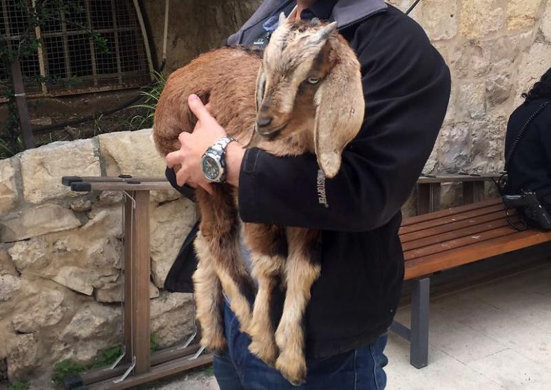 This goat was almost sacrificed, but was rescued at the last minute by an Israeli official. This goat was almost sacrificed, but was rescued at the last minute by an Israeli official.