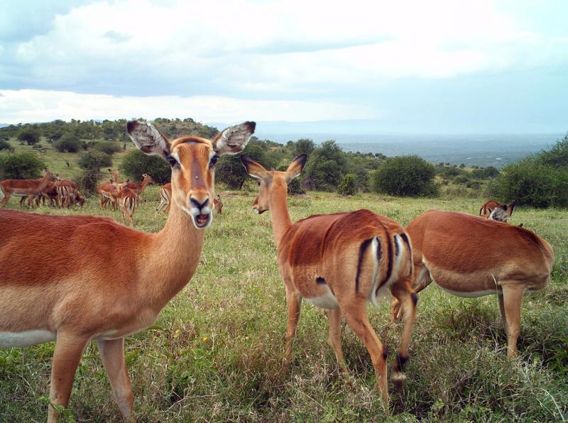 Scientists used a relatively new technique called DNA metabarcoding to analyze the diets of impala and other herbivores in southern Kenya. Scientists used a relatively new technique called DNA metabarcoding to analyze the diets of impala and other herbivores in southern Kenya.