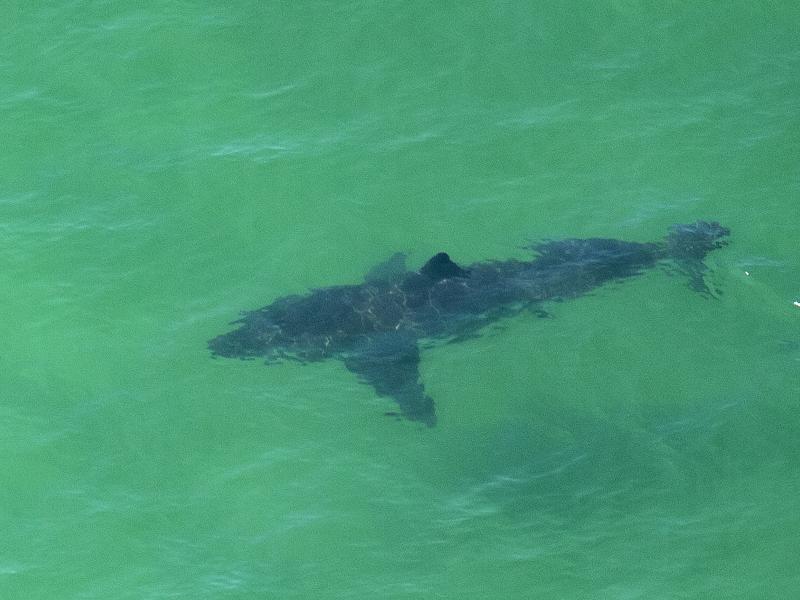 A great white shark swims off the shore of Cape Cod, Mass., in July 2019. A woman was killed by a great white in Maine on Monday — the first fatal attack in the state's history. A great white shark swims off the shore of Cape Cod, Mass., in July 2019. A woman was killed by a great white in Maine on Monday — the first fatal attack in the state's history.