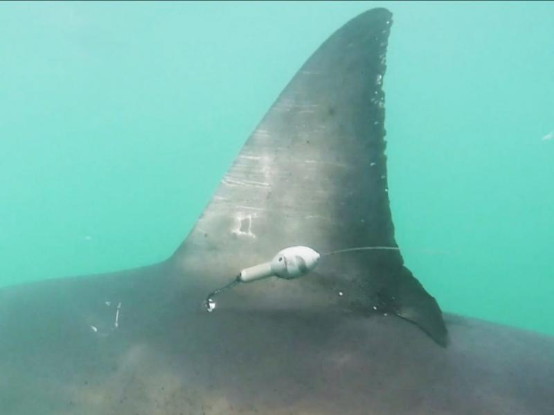 The scientists tagged great white sharks during the fall and hoped they would arrive in the offshore area during their visit. The scientists tagged great white sharks during the fall and hoped they would arrive in the offshore area during their visit.