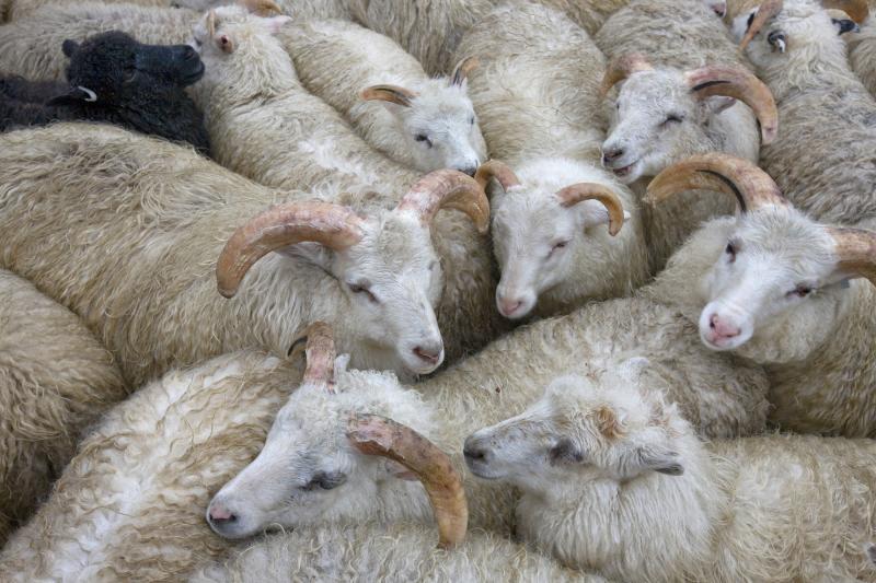 Climate change has made summers in Greenland warmer and drier, leading to a decline in the number of sheep farms on the island. Climate change has made summers in Greenland warmer and drier, leading to a decline in the number of sheep farms on the island.