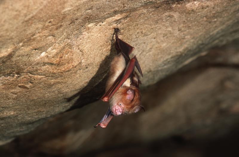 This Bornean horseshoe bat and other bat species can harbor coronaviruses. The nonprofit group EcoHealth Alliance had its NIH research money cut for a project in China on bats and coronaviruses this spring — but just got a new multimillion dollar grant This Bornean horseshoe bat and other bat species can harbor coronaviruses. The nonprofit group EcoHealth Alliance had its NIH research money cut for a project in China on bats and coronaviruses this spring — but just got a new multimillion dollar grant