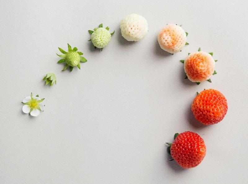 Hiroki Koga, co-founder of the Oishii Farm in New Jersey, cultivated the Omakase berry, which is distinguished by its strong aroma and sweetness. He says he was unimpressed with the quality of produce in the U.S. Hiroki Koga, co-founder of the Oishii Farm in New Jersey, cultivated the Omakase berry, which is distinguished by its strong aroma and sweetness. He says he was unimpressed with the quality of produce in the U.S.
