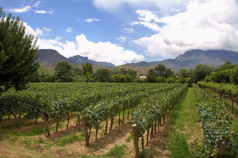 A vineyard in Tarija, Bolivia, the center of the country's wine industry. A growing number of wineries here are improving their techniques, ramping up production and starting to export, as global interest in Bolivia's award-winning wines grows. A vineyard in Tarija, Bolivia, the center of the country's wine industry. A growing number of wineries here are improving their techniques, ramping up production and starting to export, as global interest in Bolivia's award-winning wines grows.