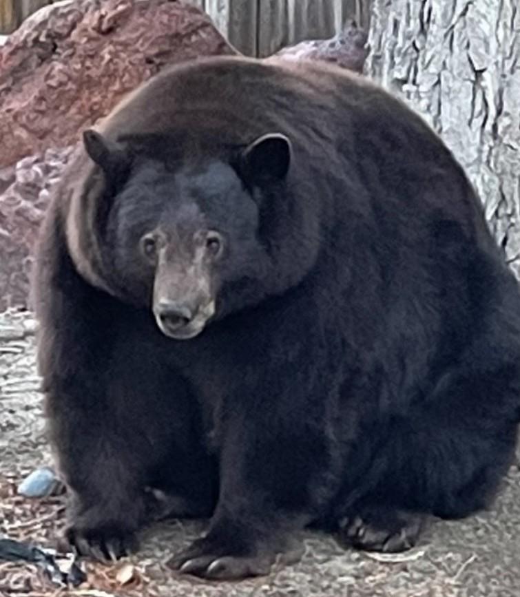 Hank the Tank is "our big bear friend who has adopted the Tahoe Keys neighborhood as his residential area," police in South Lake Tahoe, Calif., say. State officials are now trying to trap the bear, who weighs 500 pounds. Hank the Tank is "our big bear friend who has adopted the Tahoe Keys neighborhood as his residential area," police in South Lake Tahoe, Calif., say. State officials are now trying to trap the bear, who weighs 500 pounds.