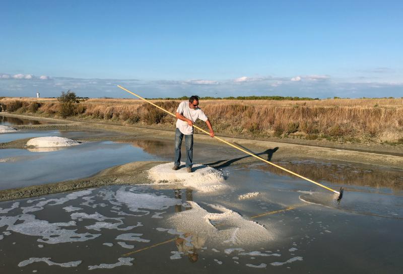 Hervé Zarka uses a tool called a simoussi to rake up salt in his marshland on the island of Noirmoutier in France. He says there are many minerals in natural sea salt, such as magnesium and potassium, that aren't in industrial salt. Hervé Zarka uses a tool called a simoussi to rake up salt in his marshland on the island of Noirmoutier in France. He says there are many minerals in natural sea salt, such as magnesium and potassium, that aren't in industrial salt.