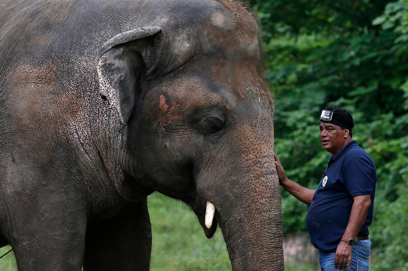 Dr. Amir Khalil, a veterinarian from the international animal welfare organization Four Paws International, comforts Kaavan during his examination at the zoo in Islamabad, before leaving for Cambodia. Dr. Amir Khalil, a veterinarian from the international animal welfare organization Four Paws International, comforts Kaavan during his examination at the zoo in Islamabad, before leaving for Cambodia.