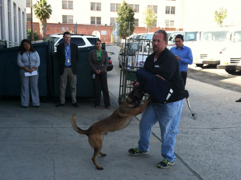 Allen Burnsworth, owner of Sit Means Sit Dog Training in Los Angeles, demonstrates how to fight off a dog attack with Flash, a trained 2-year-old Belgian Malinois. Allen Burnsworth, owner of Sit Means Sit Dog Training in Los Angeles, demonstrates how to fight off a dog attack with Flash, a trained 2-year-old Belgian Malinois.