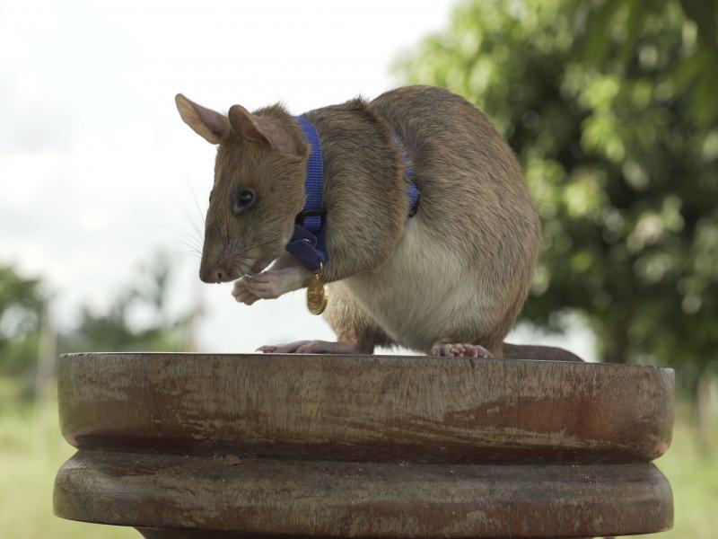 Magawa, a rat that has been trained to detect explosives, was awarded the PDSA Gold Medal on Friday for bravery in searching out unexploded land mines in Cambodia. Magawa, a rat that has been trained to detect explosives, was awarded the PDSA Gold Medal on Friday for bravery in searching out unexploded land mines in Cambodia.