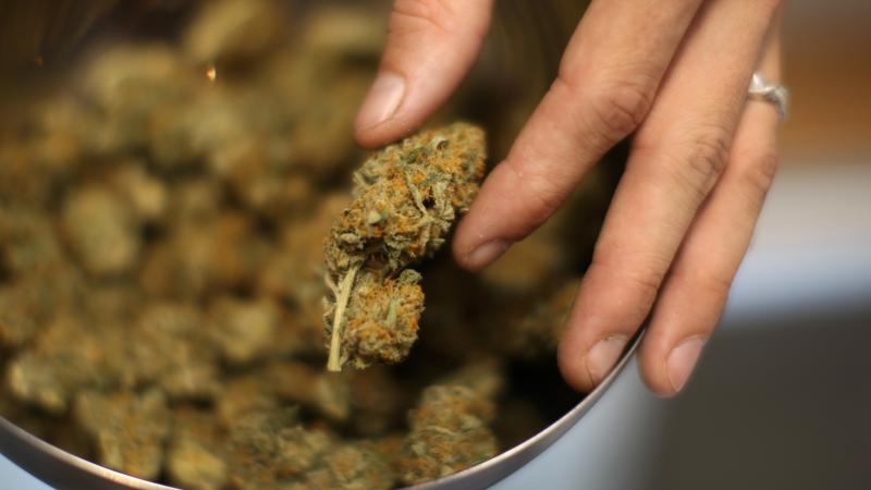 Studies have shown that the levels of THC, the main psychoactive compound in pot, rose dramatically in the U.S. from 1995 to 2017. Studies have shown that the levels of THC, the main psychoactive compound in pot, rose dramatically in the U.S. from 1995 to 2017.