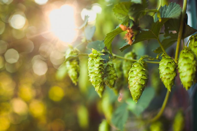 The spike in demand for small-batch beers has infused new life into small, family owned hop farms that were teetering on the edge of bankruptcy. The spike in demand for small-batch beers has infused new life into small, family owned hop farms that were teetering on the edge of bankruptcy.