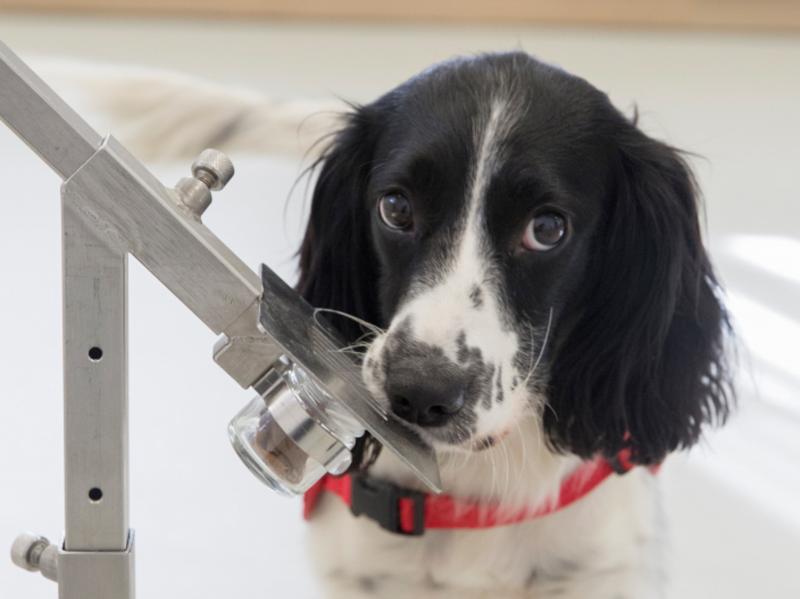 Freya, a springer spaniel, is in training to detect malaria parasites in sock samples taken from children in Gambia. Two canine cohorts were used in a study on malaria detection. Freya, a springer spaniel, is in training to detect malaria parasites in sock samples taken from children in Gambia. Two canine cohorts were used in a study on malaria detection.