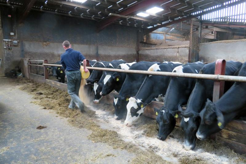 James Toner feeds cows at his family's dairy farm in Northern Ireland's County Armagh. Thirty-five percent of Northern Irish milk is sold to Ireland. Northern Irish farmers who have built lucrative cross-border trade with the Irish Republic are especially James Toner feeds cows at his family's dairy farm in Northern Ireland's County Armagh. Thirty-five percent of Northern Irish milk is sold to Ireland. Northern Irish farmers who have built lucrative cross-border trade with the Irish Republic are especially