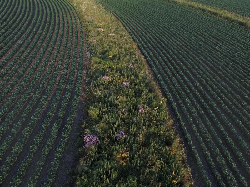 Prairie strips in fields of corn or soybeans can protect the soil and allow wildlife to flourish. This strip was established in a field near Traer, Iowa, in 2015. Prairie strips in fields of corn or soybeans can protect the soil and allow wildlife to flourish. This strip was established in a field near Traer, Iowa, in 2015.