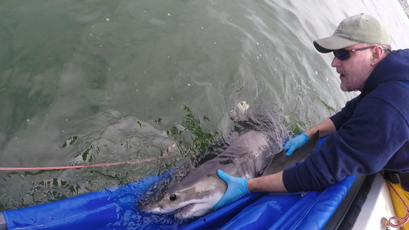 Researcher Chris Lowe releases a juvenile white shark earlier this spring. Researcher Chris Lowe releases a juvenile white shark earlier this spring.