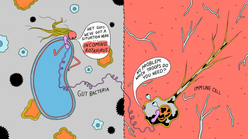 You've got a trillion friends in low places: Bacteria in the gut may protect against viruses by signaling their presence to your immune system. You've got a trillion friends in low places: Bacteria in the gut may protect against viruses by signaling their presence to your immune system.