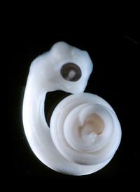 A python embryo turns its leg cells into a pair of penises. Researchers now believe that signals from the embryonic gut trigger the development of the penis in many different species. A python embryo turns its leg cells into a pair of penises. Researchers now believe that signals from the embryonic gut trigger the development of the penis in many different species.