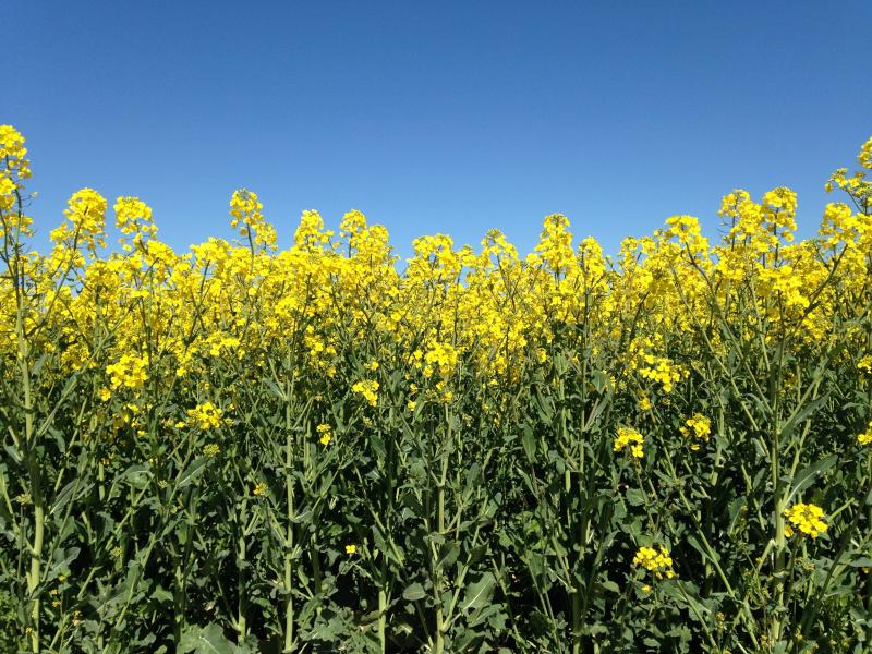 Algy Garrod's rapeseed in bloom in Norfolk, England. Algy Garrod's rapeseed in bloom in Norfolk, England.