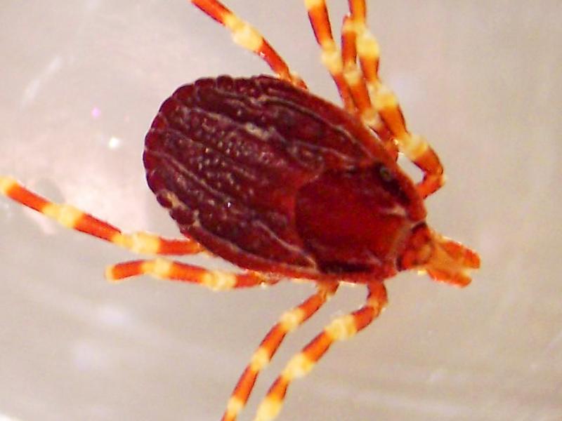 Ticks of the genus Hyalomma, pictured here, are principally responsible for passing on Crimea-Congo hemorrhagic fever to humans. Ticks of the genus Hyalomma, pictured here, are principally responsible for passing on Crimea-Congo hemorrhagic fever to humans.