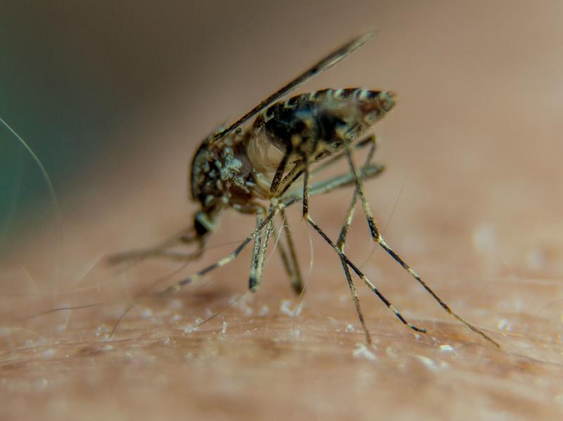 A new study pinpoints which part of a mosquito's body is repulsed by the taste of DEET. A new study pinpoints which part of a mosquito's body is repulsed by the taste of DEET.