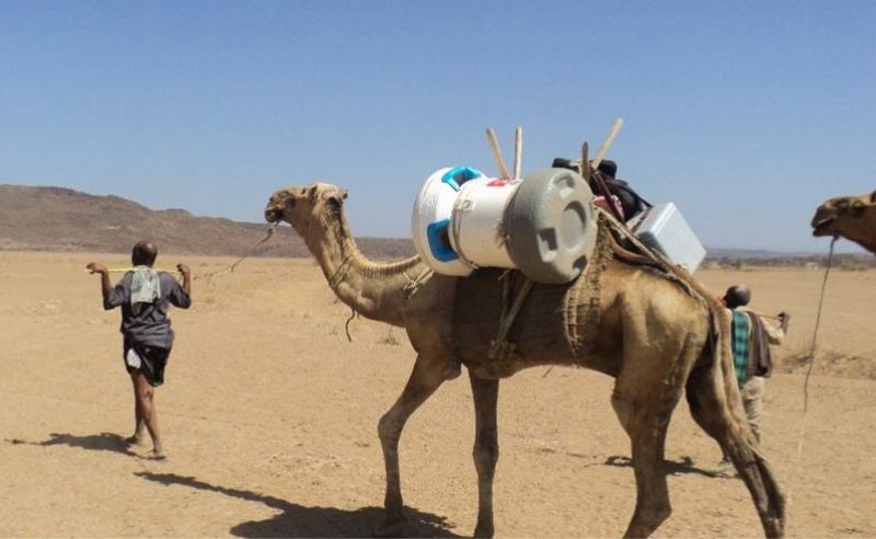 A camel gives a lift to the Arktek cooler, designed to give vaccines the cold comfort they need to remain effective. A camel gives a lift to the Arktek cooler, designed to give vaccines the cold comfort they need to remain effective.