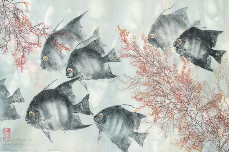 Spadefish Samba: Atlantic Spadefish Spadefish Samba: Atlantic Spadefish