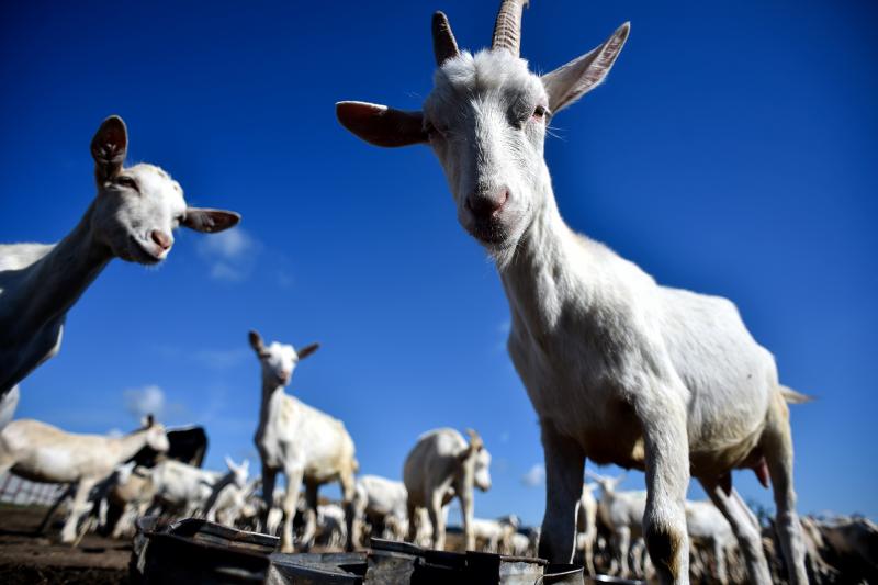 A herd of goats in Russia ponders ... well, we can't really know what they're pondering, but it's a safe bet they're interested in finding something to eat. A herd of goats in Russia ponders ... well, we can't really know what they're pondering, but it's a safe bet they're interested in finding something to eat.