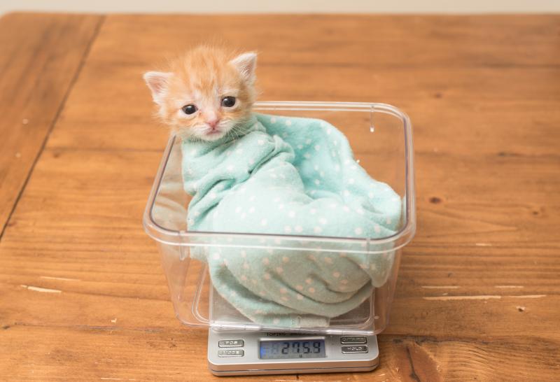 The kitten Hank was infected with fleas and a deadly feline virus before Hannah Shaw took her in. Hank became the cover model for Shaw's new book on neonatal kitten care, Tiny but Mighty. The kitten Hank was infected with fleas and a deadly feline virus before Hannah Shaw took her in. Hank became the cover model for Shaw's new book on neonatal kitten care, Tiny but Mighty.