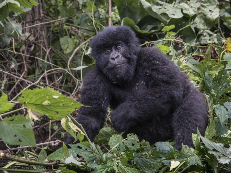 This 1-year-old is part of the mountain gorilla population in Virunga National Park in the Democratic Republic of Congo. This 1-year-old is part of the mountain gorilla population in Virunga National Park in the Democratic Republic of Congo.