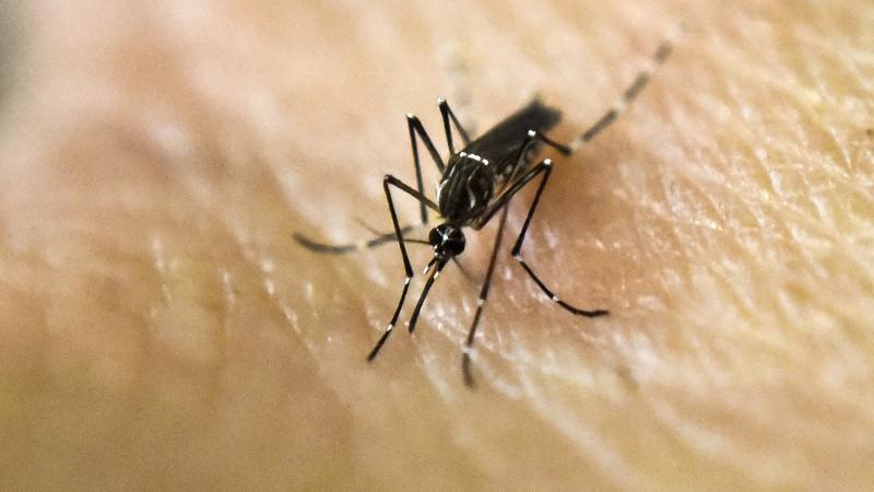 Female mosquitoes searching for a meal of blood detect people partly by using a special olfactory receptor to home in on our sweat. Female mosquitoes searching for a meal of blood detect people partly by using a special olfactory receptor to home in on our sweat.