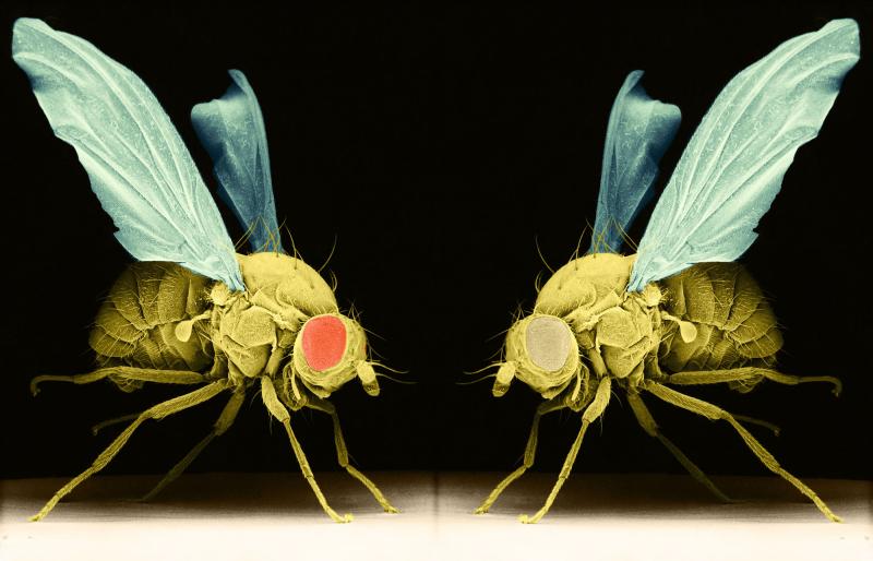 Rough night? Depending on specific tweaks to their genes, some fruit flies have trouble falling asleep, and others can't stay asleep. Getting too little shut-eye hurts their memory. Rough night? Depending on specific tweaks to their genes, some fruit flies have trouble falling asleep, and others can't stay asleep. Getting too little shut-eye hurts their memory.