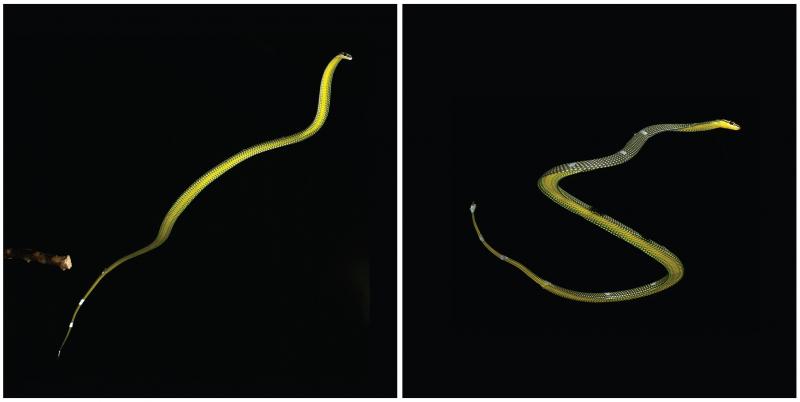 A Chrysopelea paradisi snake flying in the air during experiments in The Cube at Virginia Tech. Left: the snake is fully extended just after take-off from the branch on the left. Right: the snake undulating during flight. A Chrysopelea paradisi snake flying in the air during experiments in The Cube at Virginia Tech. Left: the snake is fully extended just after take-off from the branch on the left. Right: the snake undulating during flight.