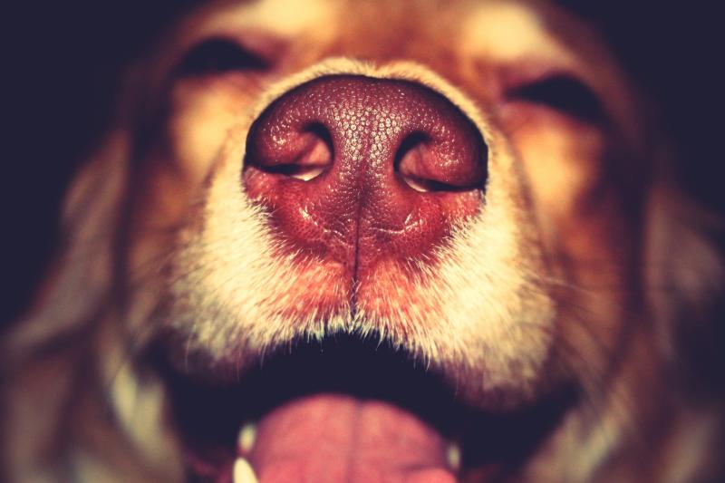 Dogs' olfactory capacity — they can sniff in parts per trillion — primes them to detect disease. Dogs' olfactory capacity — they can sniff in parts per trillion — primes them to detect disease.
