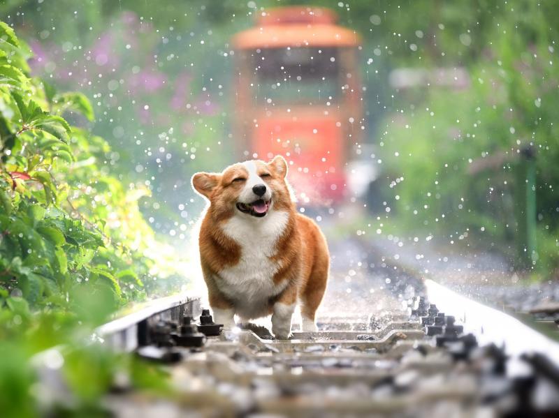 The dog takeover The dog takeover