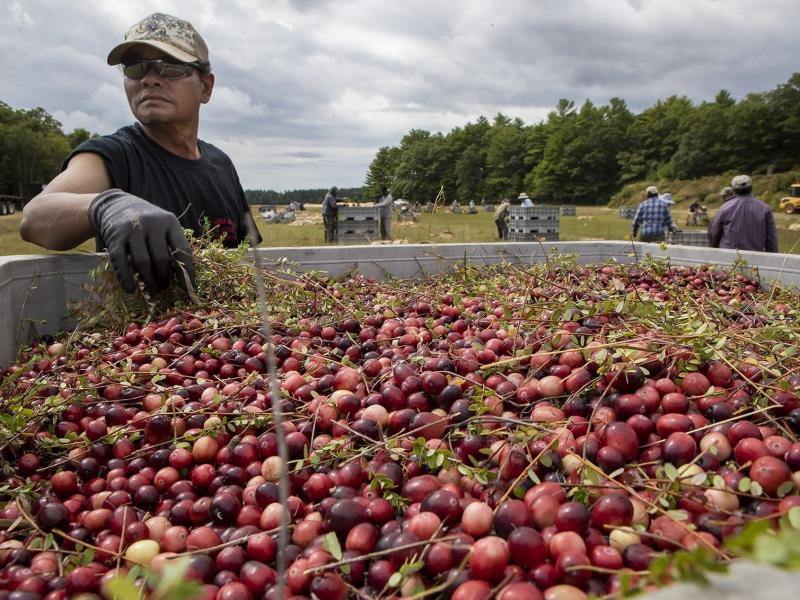 A worker at a bog owned by Massachusetts-based Decas Cranberry Products, Inc., removes vines from a batch of just-harvested berries. A worker at a bog owned by Massachusetts-based Decas Cranberry Products, Inc., removes vines from a batch of just-harvested berries.