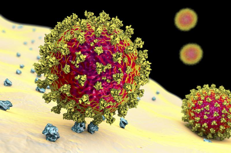 The image depicts the coronavirus binding to a human cell. The variant identified in the United Kingdom has a mutation known to increase how tightly the virus binds to human cells. The image depicts the coronavirus binding to a human cell. The variant identified in the United Kingdom has a mutation known to increase how tightly the virus binds to human cells.