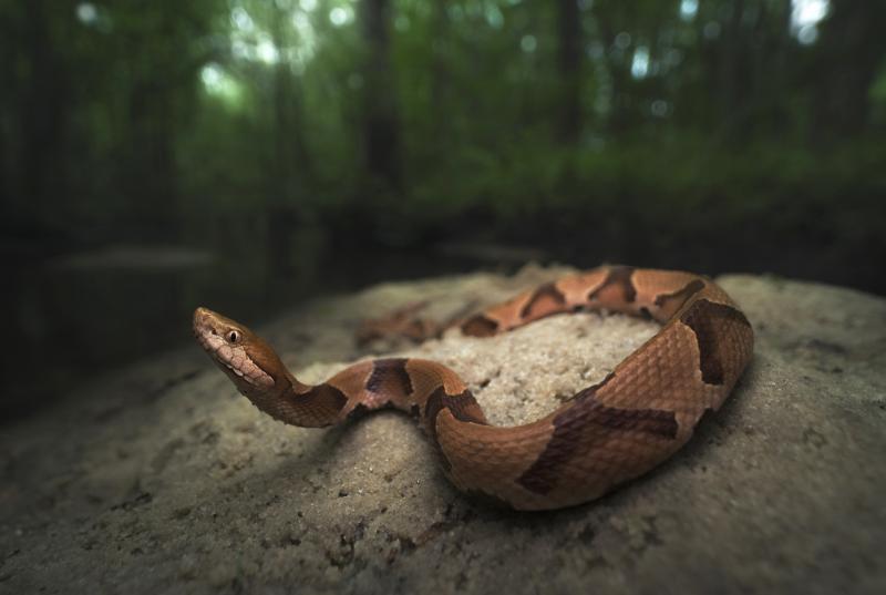 Copperhead snakes are one of the four kinds of venomous snakes in the United States. Copperhead snakes are one of the four kinds of venomous snakes in the United States.