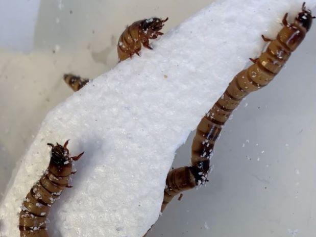Scientists hope the larvae of the darkling beetle — nicknamed "superworms" — might solve the world's trash crisis thanks to their uncanny ability to eat polystyrene. Scientists hope the larvae of the darkling beetle — nicknamed "superworms" — might solve the world's trash crisis thanks to their uncanny ability to eat polystyrene.