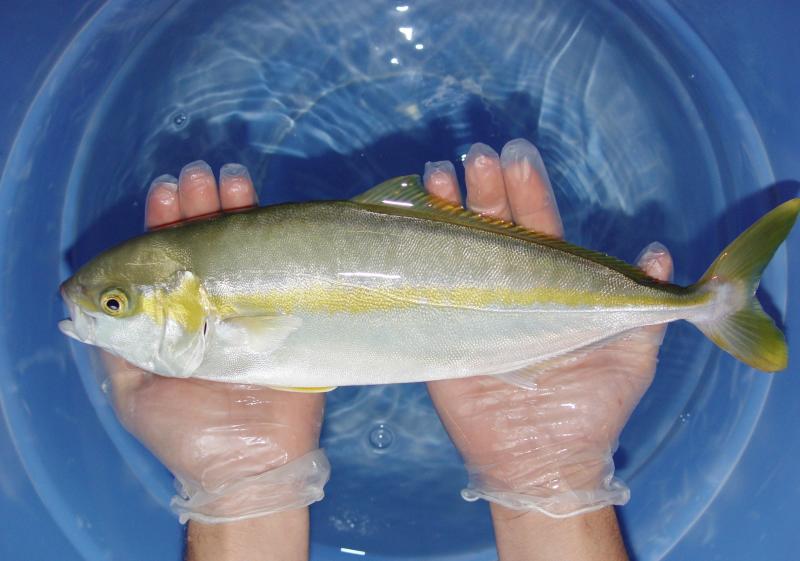 Yellowtail jack (Seriola lalandi) at HSWRI in San Diego. Yellowtail jack (Seriola lalandi) at HSWRI in San Diego.