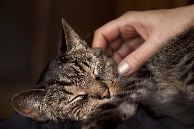 Contact between cats and their owners may have exposed the animals to toxic levels of medication. Contact between cats and their owners may have exposed the animals to toxic levels of medication.